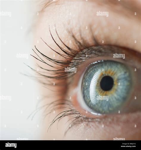 Augenpupille Fotos Und Bildmaterial In Hoher Auflösung Alamy