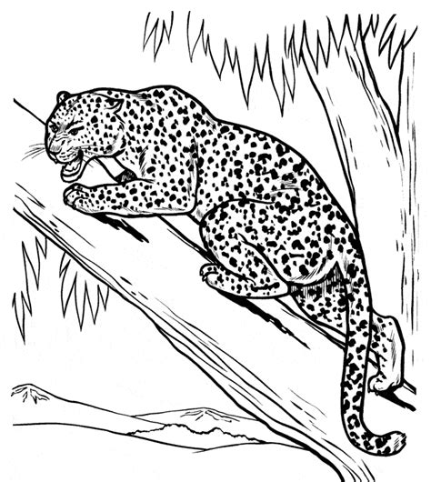 Kolorowanki Ze Zwierzętami Kolorowanki Z Leopardem Zwierzęta