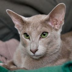 You can not call the most eared breed. Top 10 Cat Breeds - Annie Many