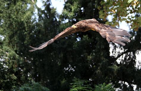Brown Eagle Flying In Mid Air During Daytime Hd Wallpaper Wallpaper Flare