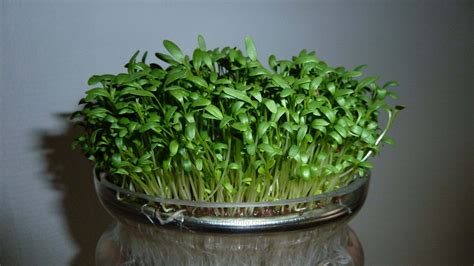 What Is Garden Cress Seeds Used For Garden Cress Seeds