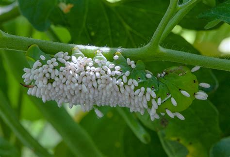 These worms infest plants in the nightshade family these wasps lay their eggs on the back of tomato hornworms. Tomato Hornworm | Julian Corlaci