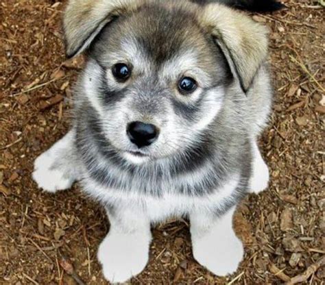 Hug Dog Breed Husky Pug Mix Info Facts Training Puppies And Pictures