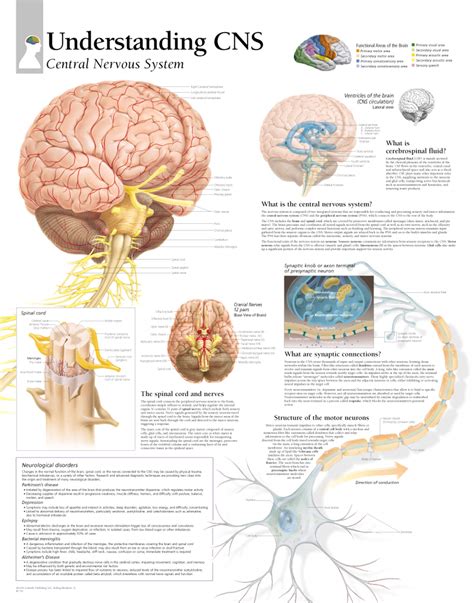 Central Nervous System 1750 Anatomical Parts And Charts