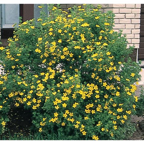 Yellow Potentilla Flowering Shrub In Pot With Soil L3942 At