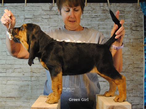 Due to landlord i have to sell her. Bloodhound Puppies for Sale