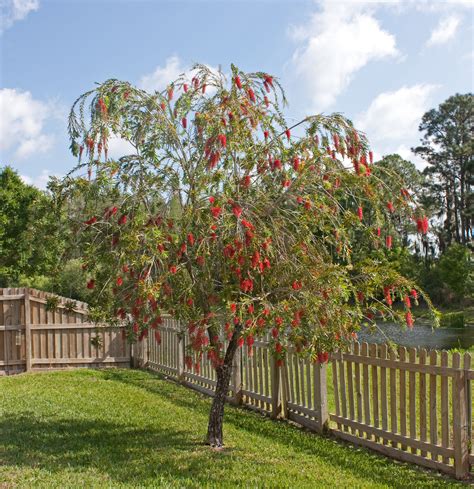 Filered Bottlebrush Tree In Florida Crop Wikipedia