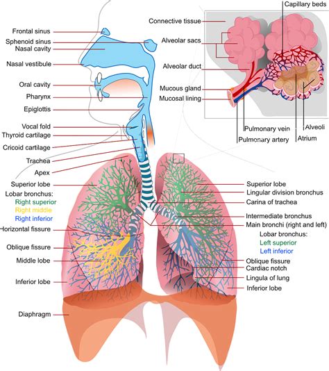 Aqua Organ Pernapasan Manusia Beserta Fungsinya Bagi Tubuh