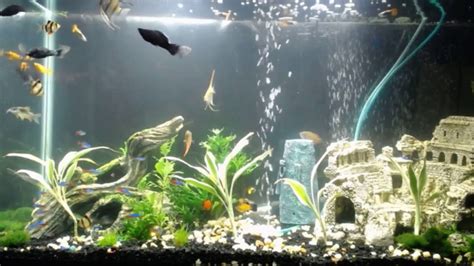 Beautiful Relaxing Tropical Fresh Water Fish Aquarium Live Youtube