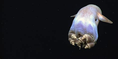 Mariana trench is the known deepest part of the sea. NOAA Okeanos Explorer Marianas Trench livestream ...