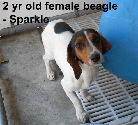 Sparkle Listed On Dogsindanger 2014 12 21 By Shelter Bladen County