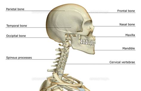 The human shoulder is made up of three bones: bones of head and neck11037002296｜ 写真素材・ストックフォト・画像・イラスト ...