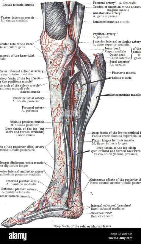 The Anatomy Of Anterior Tibial Artery Of The Leg Stock Photo Alamy