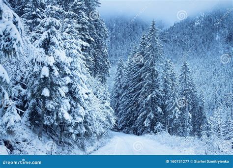 Winter Forest In Snowy Mountains Scenic Trees Covered By Snow And