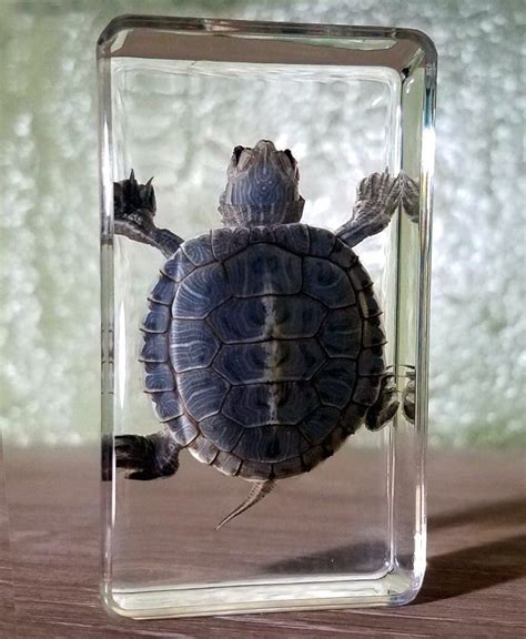 Turtle In Acrylic Resin Turtle Specimen Hatchling Oddities