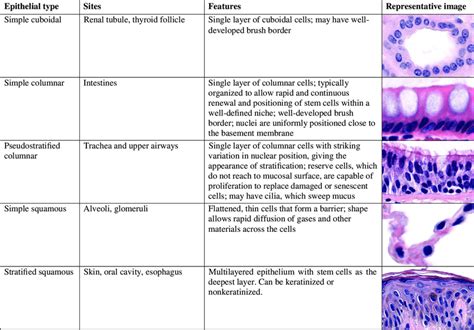 Diversity Of Epithelial Cell Shape And Function Download Scientific Diagram