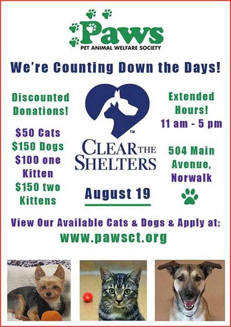 Clear The Shelters Sundays At The Shelter Cat Adoption Animal