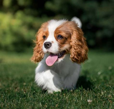 Jump to cavaliers for sale. Best Quality Cavapoo Puppies For Sale in Singapore (May 2020)