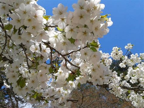 Cherry blossom in japan, or sakura (in japanese), has long been adored by people across the globe. Cherry blossom miyajima island | Japanese garden, Cherry blossom, Blossom