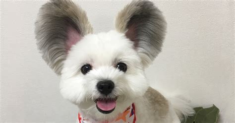 Puppies With Big Ears Small Dog Breeds The Smart Dog Guide Dogs