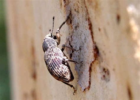 White Headed Weevil Aades Griseatus