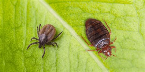 Bed Bugs Vs Ticks How To Tell These Pests Apart 2021 Guide