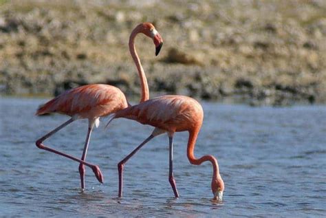 Why Do Flamingoes Stand On One Leg