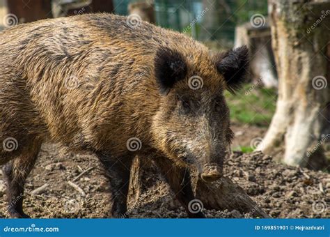The Wild Boar Sus Scrofa Stock Image Image Of Mammal 169851901