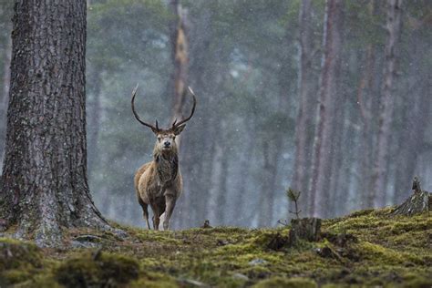 Wildlife Scottish Photographer Of The Year By Rebecca 3 Full Image