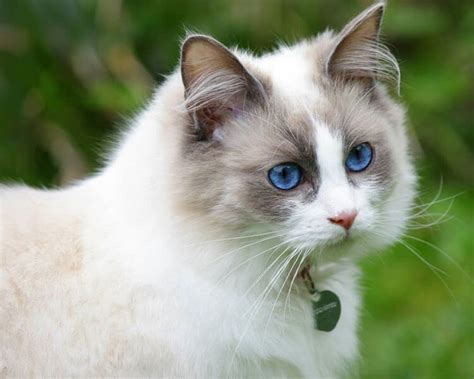 6 Best Indoor Cat Breeds Their Temperaments And Factsukpets