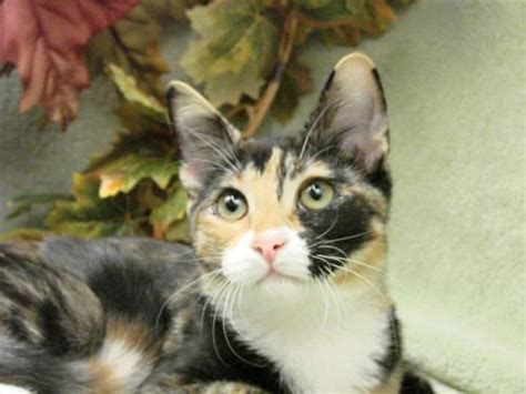 Calico Lila Small Young Female Cat For Sale In Jacksonville