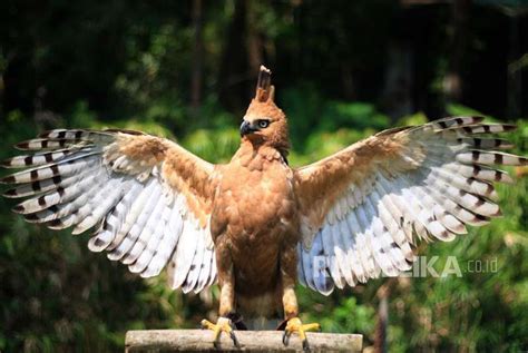 70 gambar foto sketsa burung garuda keren gambar co. Apakah Burung Garuda Asli Sama Dengan Elang Jawa