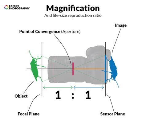 What Is a Macro Lens? (Full Macro Photography Lens Guide!)
