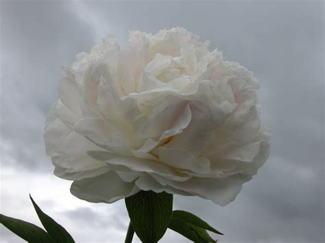 White Frost Peony