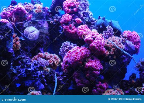 Coral Reef With Brilliant Pink And Blue Colors Underwater Stock Photo