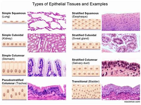 Classification And Types Of Epithelial Tissues Rs Science