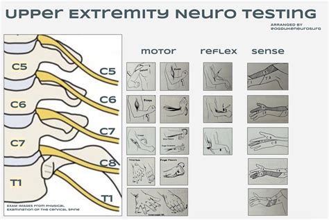 Oren Gottfried Md On Twitter A Upper Extremity Neuro Exam Primer For