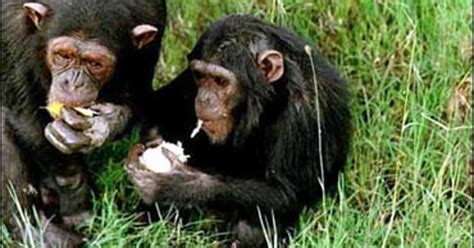 Chimps Close Gap With Man Cbs News