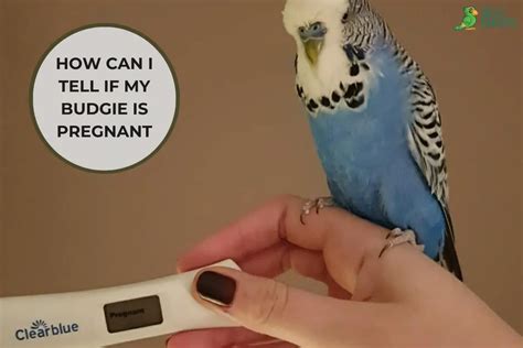 How Can I Tell If My Budgie Is Pregnant Signs To Look For