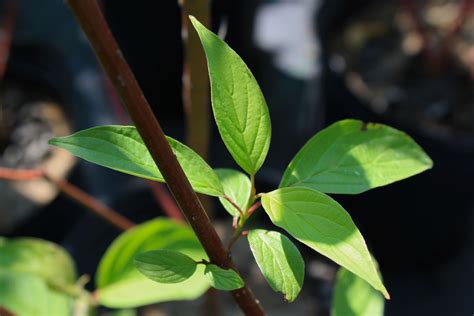 Red Osier Dogwood Leaf — Ontario Native Plant Nursery Container Grown