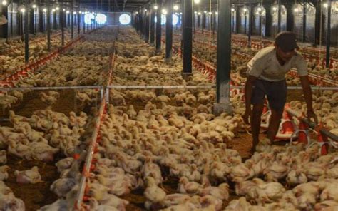 Daftar sekarang informasi harga ayam broiler hari ini mitra peternakan memahami perlunya informasi ini di ketahui oleh para pelaku peternakan yang ada di daftar harga ayam broiler dibawah ini meliputi daerah, cirebon, kuningan, indramayu, majalengka, tasikmalaya dan sekitarnya. Referensi Harga Ayam Broiler Hari Ini : Cek Harga Ayam ...