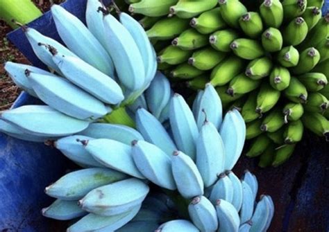 Rare Blue Bananas Taste Like Vanilla Ice Cream Sharesplosion