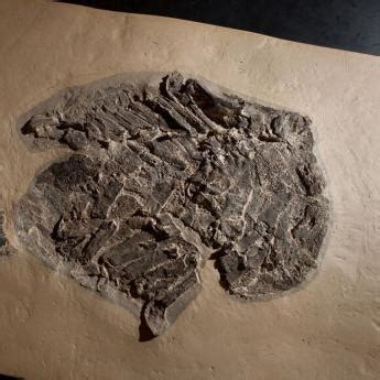 Luksevics, e & unwin, d. Studies fossils and vertebrate evolution, especially origins of sharks and ancient fishes ...