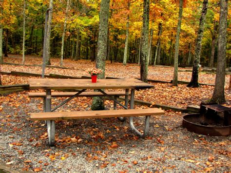 Summer wooden picnic table on forest background. The 15 Best Places In Virginia To Go On A Picnic