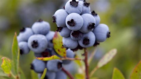 Maines Wild Blueberry Festival And Union Fair A Celebration Of State