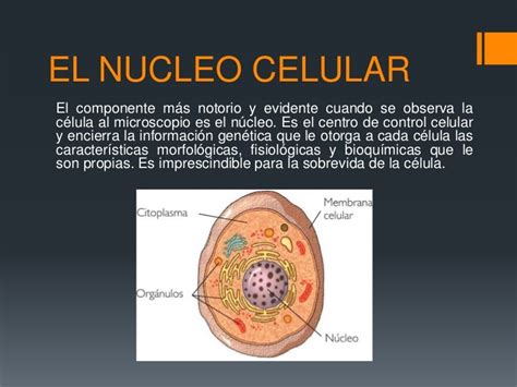 Que Es El Nucleo De Un Celular Consejos Celulares