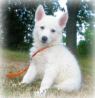 Adorable white puppies for sale. All White DDKC German Shepherd/Siberian Husky Shepsky ...