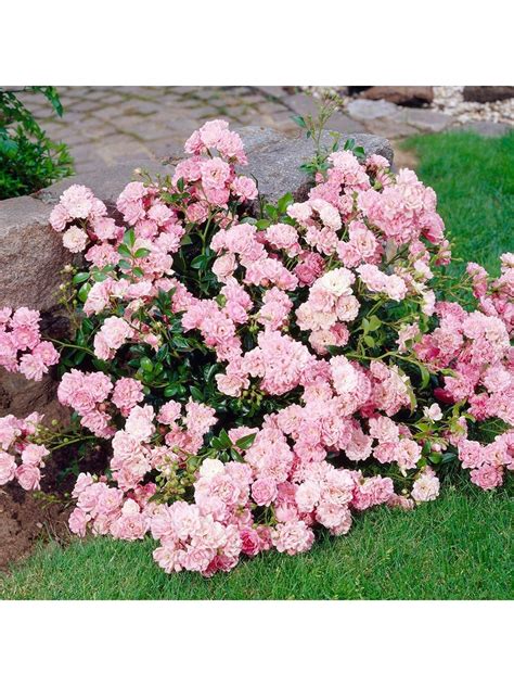 Groundcover Rose The Fairy Pink 2l Pot 1000 In 2020