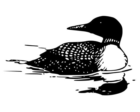 Loon Clipart Clipground