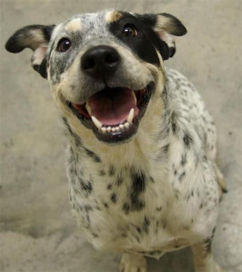 Adopt Dixie On Petfinder Cattle Dogs Rule Dog Rules Australian